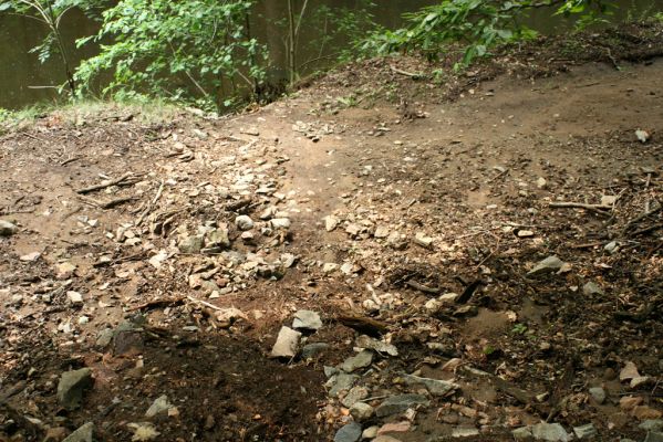 Nasavrky, 18.7.2007
Slavická obora - Strádovské Peklo. Eroze svahu.



Klíčová slova: Nasavrky Slavická obora Strádovské Peklo