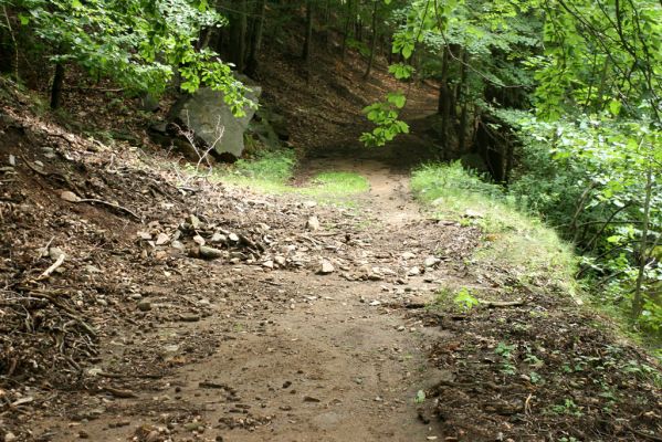 Nasavrky, 18.7.2007
Slavická obora - Strádovské Peklo. Eroze svahu.


Klíčová slova: Nasavrky Slavická obora Strádovské Peklo