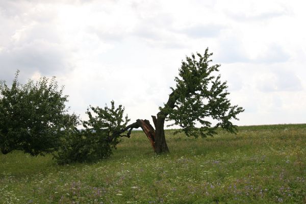 Starý Sedloňov, 14.8.2009
Stará solitérní třešeň rozlomená nedávným vichrem. V dutině kmene bylo velké hnízdo dřevokazných mravenců. Výskyt Anthaxia candens nezjištěn.
Schlüsselwörter: Starý Sedloňov