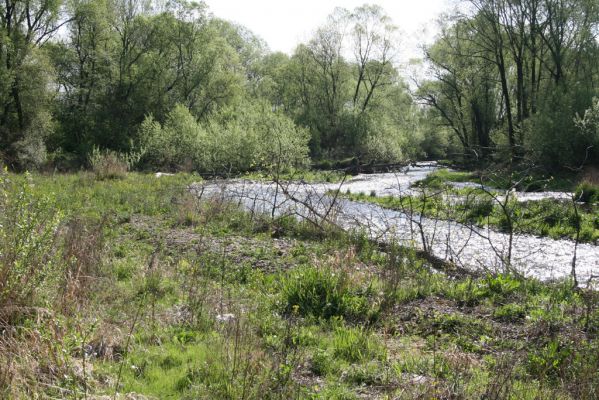 Sabinov, 21.4.2014
Meandry Torysy.
Klíčová slova: Sabinov řeka Torysa Zorochros dermestoides