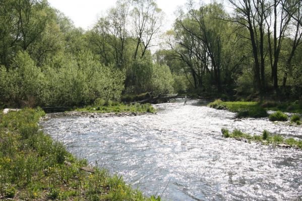 Sabinov, 21.4.2014
Meandry Torysy.



Schlüsselwörter: Sabinov řeka Torysa Zorochros dermestoides