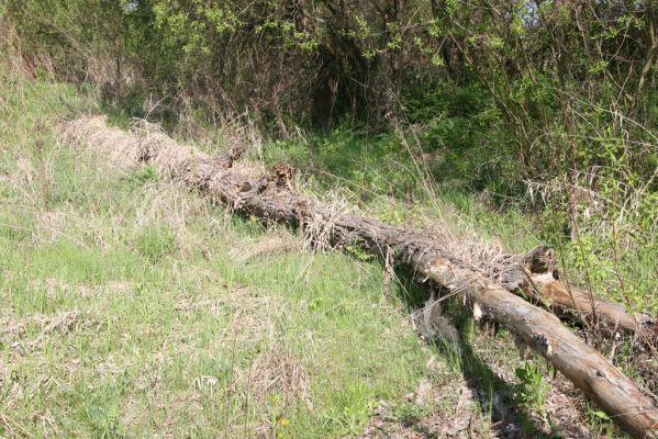 Sabinov, 21.4.2014
Meandry Torysy - pod kůrou padlého topolu byli kovaříci Ampedus sanguinolentus a Ampedus pomorum.


Klíčová slova: Sabinov řeka Torysa Ampedus sanguinolentus pomorum