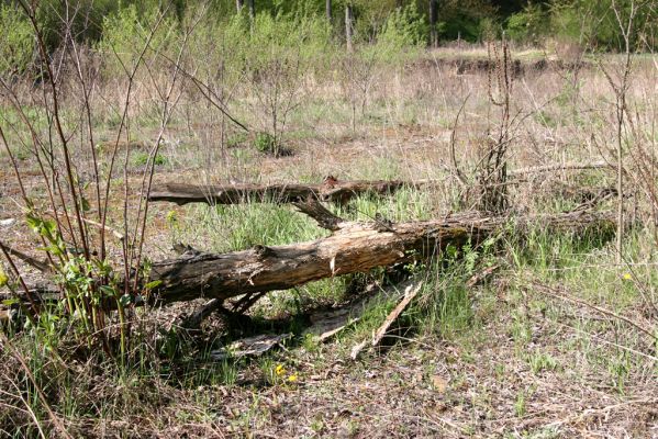 Sabinov, 21.4.2014
Meandry Torysy - pod kůrou padlého topolu byli kovaříci Ampedus sanguinolentus a Ampedus pomorum.




Klíčová slova: Sabinov řeka Torysa Ampedus sanguinolentus pomorum