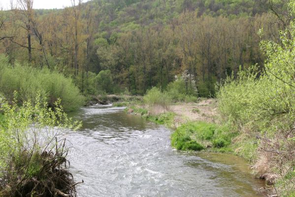 Sabinov, 21.4.2014
Meandry Torysy.


Klíčová slova: Sabinov řeka Torys