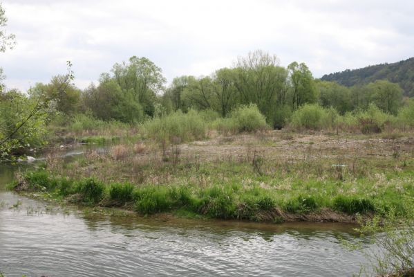 Sabinov, 21.4.2014
Meandry Torysy.



Schlüsselwörter: Sabinov řeka Torysa Zorochros dermestoides