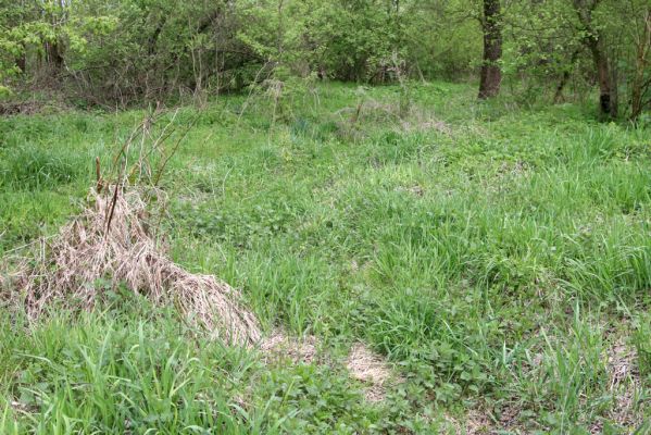 Sabinov, 21.4.2014
Světlina v lužním lese u levého břehu Torysy - biotop kovaříka Cidnopus aeruginosus.



Klíčová slova: Sabinov řeka Torysa Cidnopus aeruginosus