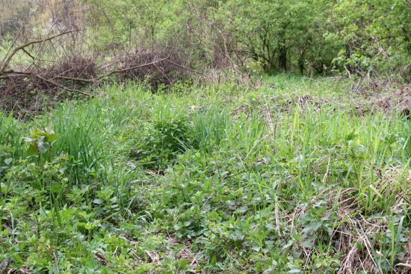 Sabinov, 21.4.2014
Světlina v lužním lese u levého břehu Torysy - biotop kovaříka Cidnopus aeruginosus.


Klíčová slova: Sabinov řeka Torysa Cidnopus aeruginosus