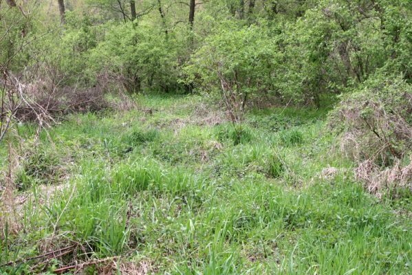 Sabinov, 21.4.2014
Světlina v lužním lese u levého břehu Torysy - biotop kovaříka Cidnopus aeruginosus.



Klíčová slova: Sabinov řeka Torysa Cidnopus aeruginosus