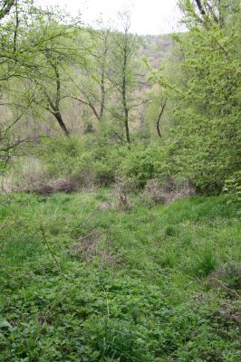 Sabinov, 21.4.2014
Světlina v lužním lese u levého břehu Torysy - biotop kovaříka Cidnopus aeruginosus.


Klíčová slova: Sabinov řeka Torysa Cidnopus aeruginosus