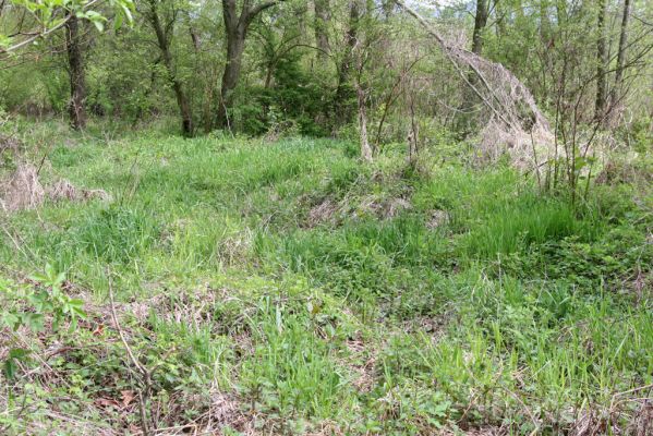 Sabinov, 21.4.2014
Světlina v lužním lese u levého břehu Torysy - biotop kovaříka Cidnopus aeruginosus.


Klíčová slova: Sabinov řeka Torysa Cidnopus aeruginosus