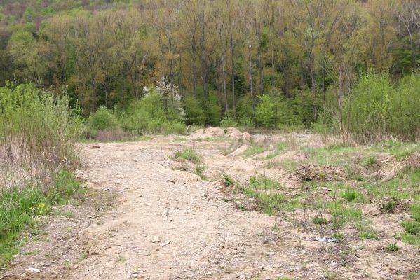 Sabinov, 21.4.2014
Písčitý náplav u levého břehu Torysy - biotop kovaříka Cidnopus platiai.



Klíčová slova: Sabinov řeka Torysa Cidnopus platiai