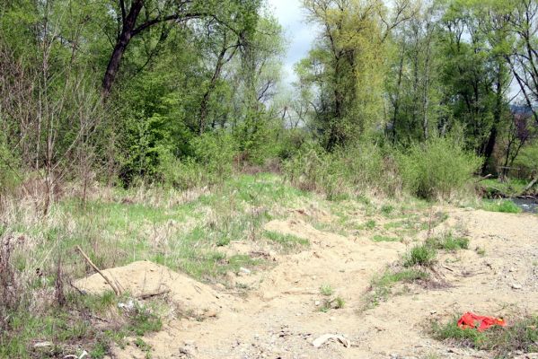 Sabinov, 21.4.2014
Písčitý náplav u levého břehu Torysy - biotop kovaříka Cidnopus platiai.



Klíčová slova: Sabinov řeka Torysa Cidnopus platiai