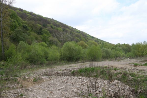 Sabinov, 21.4.2014
Meandry Torysy - těžené štěrkoviště.



Klíčová slova: Sabinov řeka Torysa Zorochros meridionalis