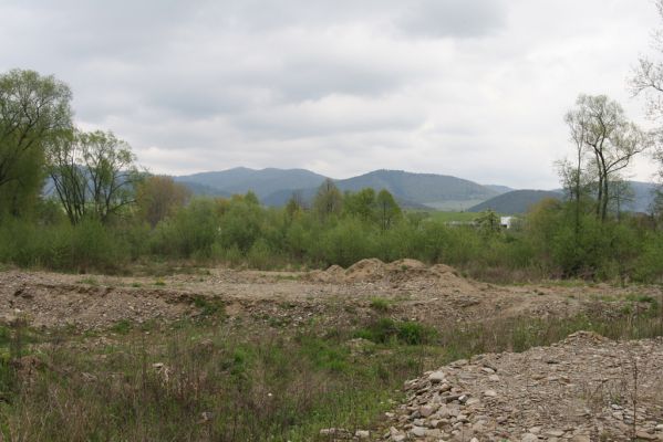 Sabinov, 21.4.2014
Meandry Torysy - těžené štěrkoviště.


Schlüsselwörter: Sabinov řeka Torysa Zorochros meridionalis