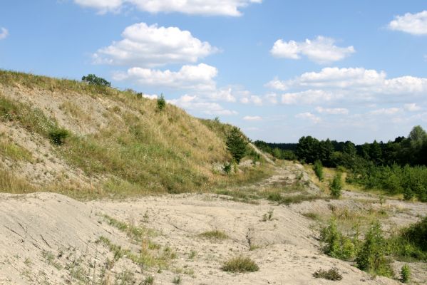 Borohrádek, Šachov, 27.7.2008
Spraš na jihozápadním svahu Štěpnice.


Schlüsselwörter: Borohrádek Šachov vrch Štěpnice Agriotes ustulatus