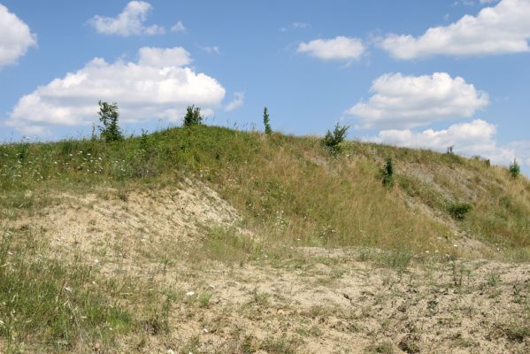 Borohrádek, Šachov, 27.7.2008
Spraš na jihozápadním svahu Štěpnice.



Klíčová slova: Borohrádek Šachov vrch Štěpnice Agriotes ustulatus