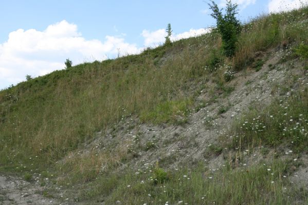 Borohrádek, Šachov, 27.7.2008
Spraš na jihozápadním svahu Štěpnice.
Klíčová slova: Borohrádek Šachov vrch Štěpnice Agriotes ustulatus