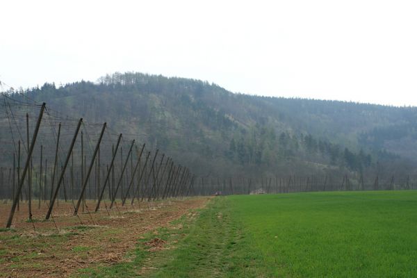 Deštnice - Sádek, Sádecký vrch, 11.4.2007
Pohled od chmelnic na Sádecký vrch.
Klíčová slova: Deštnice Sádek Sádecký vrch