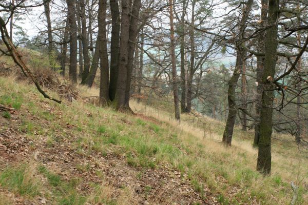 Deštnice - Sádek, Sádecký vrch, 11.4.2007
Doubrava na svazích Sádeckého vrchu.
Klíčová slova: Deštnice Sádek Sádecký vrch Cardiophorus erichsoni nigerrimus Anostirus castaneus purpureus