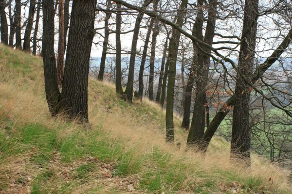 Deštnice - Sádek, Sádecký vrch, 11.4.2007
Doubrava na svazích Sádeckého vrchu.
Klíčová slova: Deštnice Sádek Sádecký vrch Cardiophorus erichsoni nigerrimus Anostirus castaneus purpureus