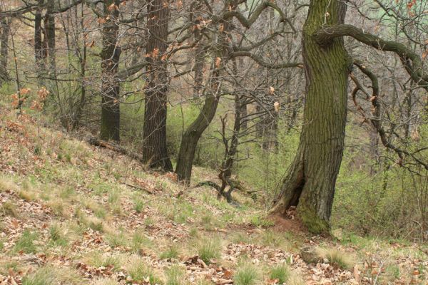 Deštnice - Sádek, Sádecký vrch, 11.4.2007
Jedna z posledních přirozených doubrav v širokém okolí.
Klíčová slova: Deštnice Sádek Sádecký vrch