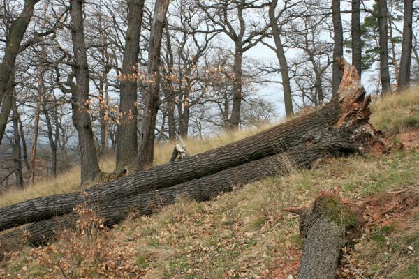 Deštnice - Sádek, Sádecký vrch, 11.4.2007
Jedna z posledních přirozených doubrav v širokém okolí.
Klíčová slova: Deštnice Sádek Sádecký vrch