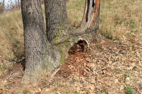 Deštnice - Sádek, Sádecký vrch, 11.4.2007
Dutina dubu osídlená kovaříky Ampedus balteatus.
Klíčová slova: Deštnice Sádek Sádecký vrch Ampedus balteatus