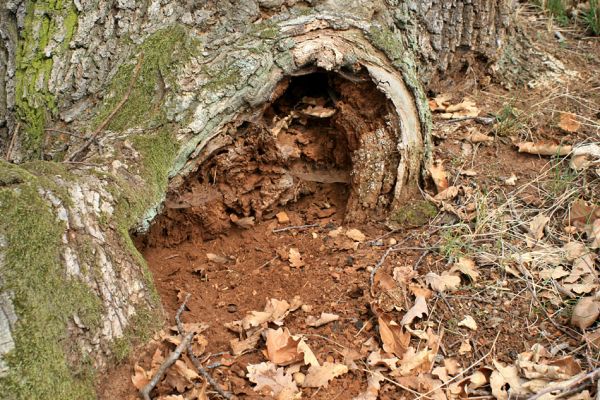 Deštnice - Sádek, Sádecký vrch, 11.4.2007
Dutina dubu osídlená kovaříky Ampedus balteatus.
Klíčová slova: Deštnice Sádek Sádecký vrch Ampedus balteatus