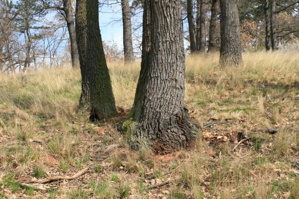 Deštnice - Sádek, Sádecký vrch, 11.4.2007
Jakou šťastnou náhodou zůstal tento les zachován...?
Klíčová slova: Deštnice Sádek Sádecký vrch