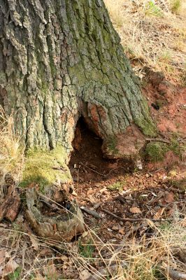 Deštnice - Sádek, Sádecký vrch, 11.4.2007
Dutina dubu osídlená vzácným kovaříkem Ischnodes sanguinicollis.
Klíčová slova: Deštnice Sádek Sádecký vrch Ischnodes sanguinicollis