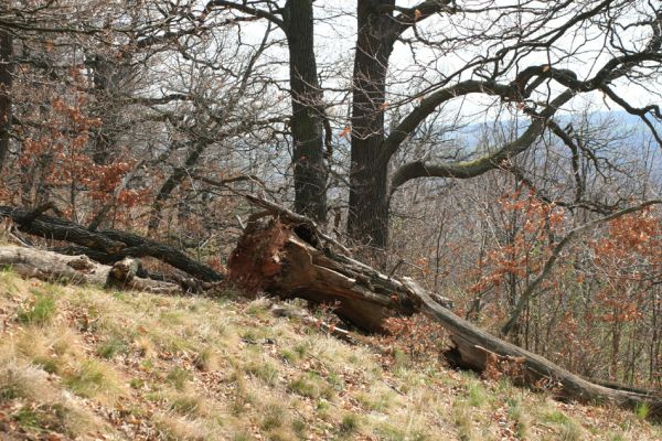Deštnice - Sádek, Sádecký vrch, 11.4.2007
Přežije tento les lesnickou monokulturizaci České republiky?
Klíčová slova: Deštnice Sádek Sádecký vrch