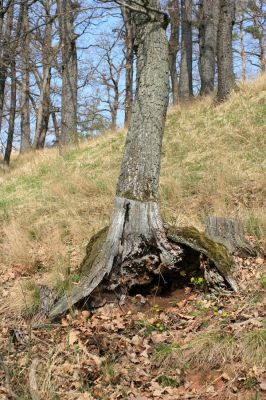 Deštnice - Sádek, Sádecký vrch, 11.4.2007
Suché lehké půdy u paty dubu osídlili kovaříci Cardiophorus nigerrimus.
Klíčová slova: Deštnice Sádek Sádecký vrch Cardiophorus nigerrimus