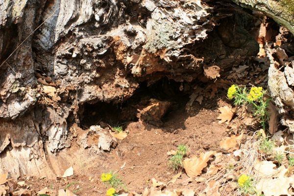 Deštnice - Sádek, Sádecký vrch, 11.4.2007
Suchá zem u paty dubu osídlená kovaříky Cardiophorus nigerrimus. 
Klíčová slova: Deštnice Sádek Sádecký vrch Cardiophorus nigerrimus