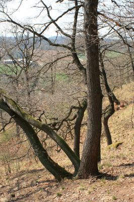 Deštnice - Sádek, Sádecký vrch, 11.4.2007
Toto je les...
Klíčová slova: Deštnice Sádek Sádecký vrch
