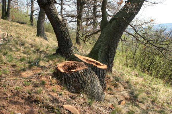 Deštnice - Sádek, Sádecký vrch, 11.4.2007
Výběrová těžba saproxylofágnímu životu nevadí, ale likvidace dutých stromů není zrovna tím nejšťastnějším řešením. 
Klíčová slova: Deštnice Sádek Sádecký vrch
