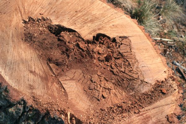 Deštnice - Sádek, Sádecký vrch, 11.4.2007
Trouchnivé dřevo středové části kmene dubu - stále vzácnější jev v České republice...
Klíčová slova: Deštnice Sádek Sádecký vrch