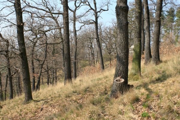 Deštnice - Sádek, Sádecký vrch, 11.4.2007
Zatím se můžeme těšit krásou tohoto lesa...
Klíčová slova: Deštnice Sádek Sádecký vrch