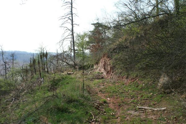 Deštnice - Sádek, Sádecký vrch, 11.4.2007
Nenažranost těžařů dřeva nezná hranic. 
Klíčová slova: Deštnice Sádek Sádecký vrch