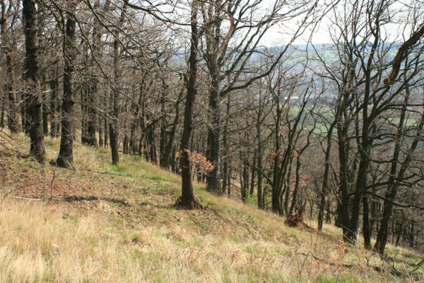 Deštnice - Sádek, 11.4.2007
Dubový les na svahu nad Deštnicí je znatelně chudší na hmyz než Sádecký vrch. 
Klíčová slova: Deštnice Sádek