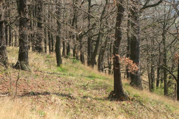 Deštnice - Sádek, 11.4.2007
Dubový les na svahu nad Deštnicí je znatelně chudší na hmyz než Sádecký vrch. 
Klíčová slova: Deštnice Sádek