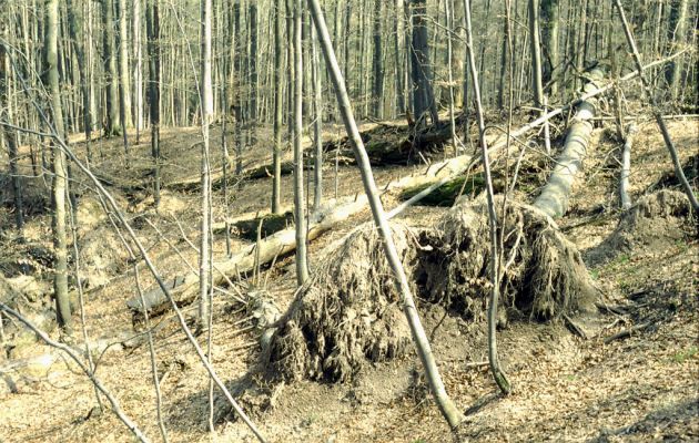 Bílá, 30.4.2001
Bumbálka - rezervace Salajka. 

Klíčová slova: Bílá Beskydy Bumbálka rezervace Salajka Ampedus melanurus