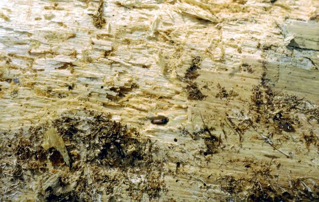 Bílá, 30.4.2001
Bumbálka - rezervace Salajka. Kovařík Ampedus melanurus v kukelní kolébce v trouchnivém dřevě padlého kmene jedle.
Keywords: Bílá Bumbálka rezervace Salajka Ampedus melanurus