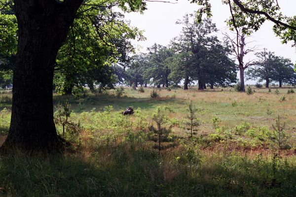 Udbina, Šalamunič, 13.10.1999
Krbavsko polje, pastevní les Laudonov Gaj. Nevhodná výsadba borovic ničí i původní chorvatské lesy.



Klíčová slova: Šalamunič Ampedus cardinalis nigerrimus Melanotus villosus Crepidophorus mutilatus Procraerus tibialis