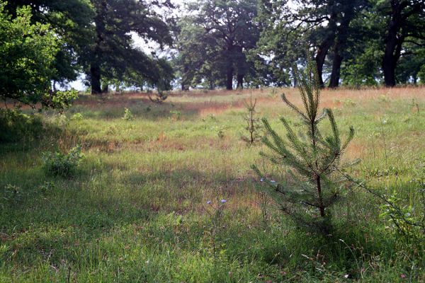 Udbina, Šalamunič, 13.10.1999
Krbavsko polje, pastevní les Laudonov Gaj. Nevhodná výsadba borovic ničí i původní chorvatské lesy.



Mots-clés: Šalamunič Ampedus cardinalis nigerrimus Melanotus villosus Crepidophorus mutilatus Procraerus tibialis