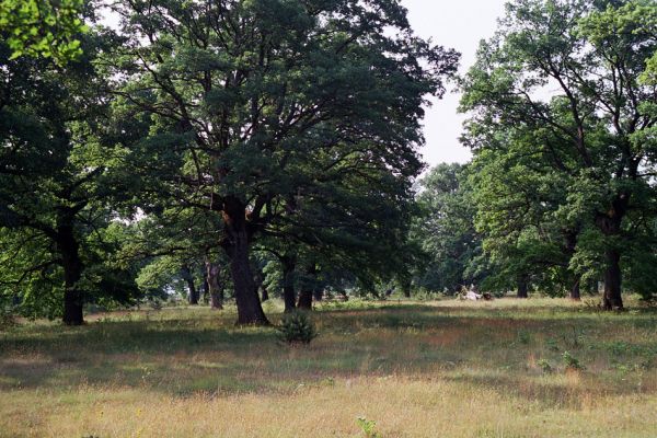 Udbina, Šalamunič, 13.10.1999
Krbavsko polje, pastevní les Laudonov Gaj.



Schlüsselwörter: Šalamunič Ampedus cardinalis nigerrimus Melanotus villosus Crepidophorus mutilatus Procraerus tibialis