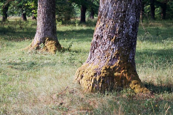 Udbina, Šalamunič, 13.10.1999
Krbavsko polje, pastevní les Laudonov Gaj.
 
Schlüsselwörter: Šalamunič Ampedus cardinalis nigerrimus Melanotus villosus Crepidophorus mutilatus Procraerus tibialis