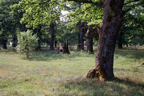 Udbina, Šalamunič, 13.10.1999
Krbavsko polje, pastevní les Laudonov Gaj. 


Klíčová slova: Šalamunič Ampedus cardinalis nigerrimus Melanotus villosus Crepidophorus mutilatus Procraerus tibialis