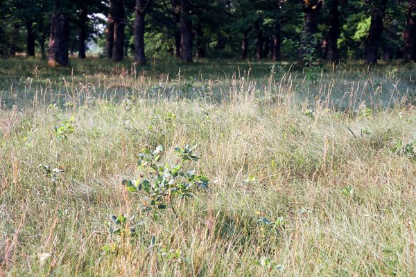 Udbina, Šalamunič, 13.10.1999
Krbavsko polje, pastevní les Laudonov Gaj. Jedno z mála zdejších mláďat dubů.



Schlüsselwörter: Šalamunič Ampedus cardinalis nigerrimus Melanotus villosus Crepidophorus mutilatus Procraerus tibialis