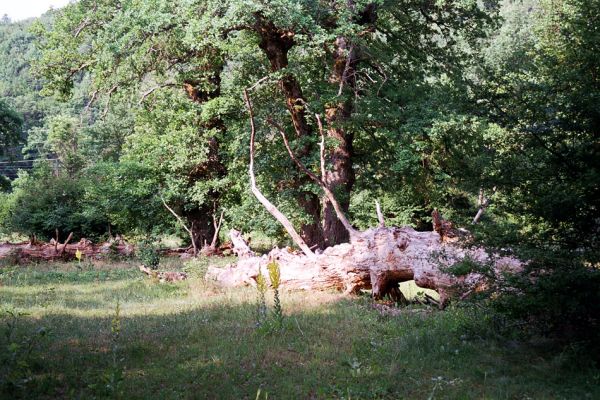 Udbina, Šalamunič, 13.10.1999
Krbavsko polje, pastevní les Laudonov Gaj. 



Schlüsselwörter: Šalamunič Ampedus cardinalis nigerrimus Melanotus villosus Crepidophorus mutilatus Procraerus tibialis