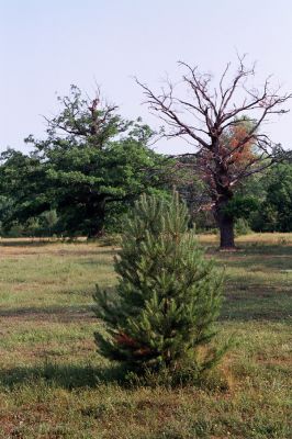 Udbina, Šalamunič, 13.10.1999
Krbavsko polje, pastevní les Laudonov Gaj. Nevhodná výsadba borovic ničí i původní chorvatské lesy.



Schlüsselwörter: Šalamunič Ampedus cardinalis nigerrimus Melanotus villosus Crepidophorus mutilatus Procraerus tibialis